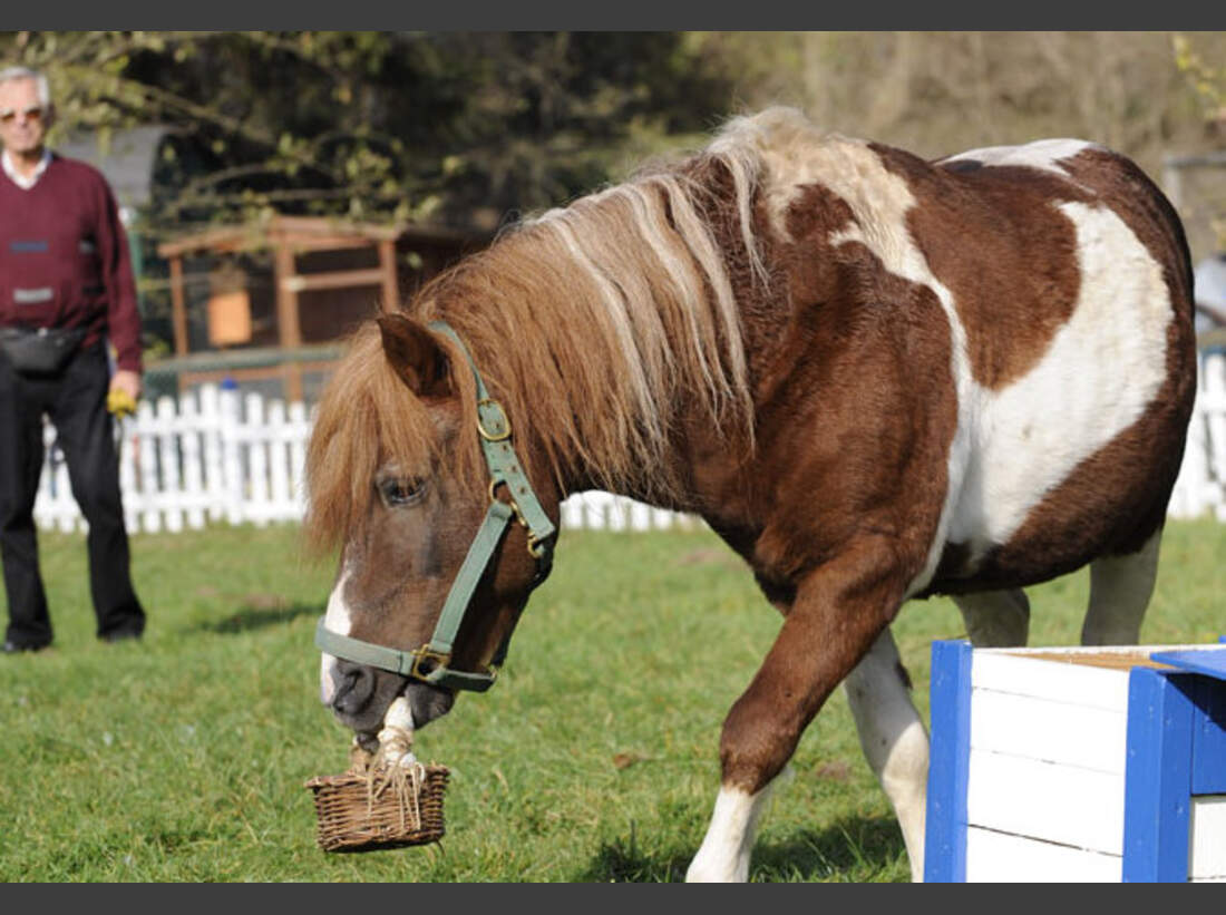 Trau Dich Reiten Mit Halsring Cavallo de