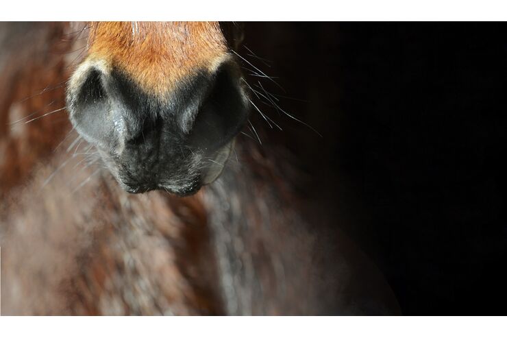 Was können Reiter gegen Husten beim Pferd tun? - cavallo.de