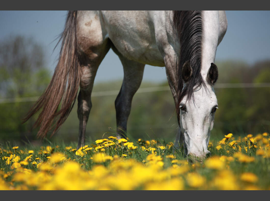 Shagya-Araber als Reitpferde - cavallo.de