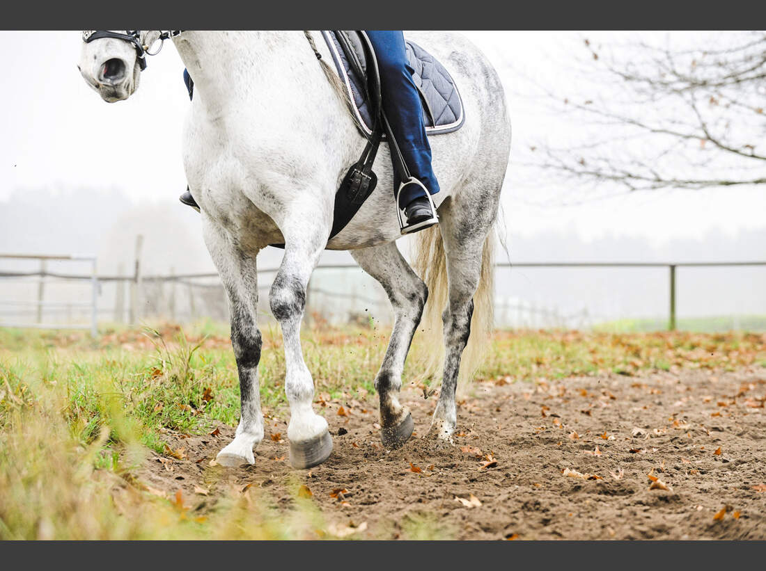 Das hilft gegen Allergien beim Pferd - cavallo.de