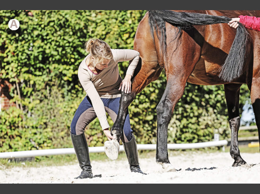 Pferde-Training mit der Doppellonge - die Basics - cavallo.de